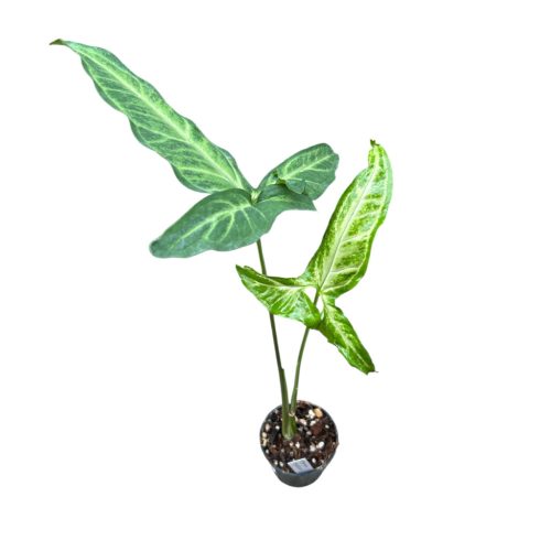 Syngonium angustatum mini (Inplanted)
