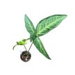 Syngonium angustatum mini (Inplanted)