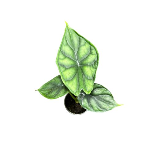 Alocasia baginda 'Dragon Scale' (mini)