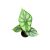 Alocasia baginda 'Dragon Scale' (mini)