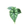 Alocasia baginda 'Dragon Scale' (mini)