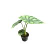 Alocasia baginda 'Dragon Scale' (mini)
