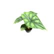Alocasia baginda 'Dragon Scale' (mini)