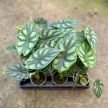 Alocasia baginda 'Dragon Scale' (mini)
