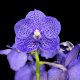 Vanda Sunanda® Lavender Sprinkles (M)