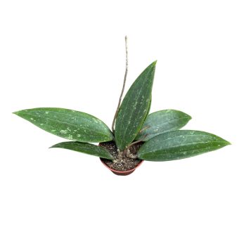 Hoya sp. Loei Province