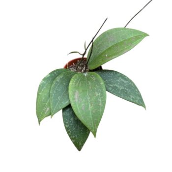 Hoya wibergiae