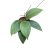 Hoya wibergiae