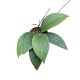 Hoya wibergiae