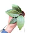 Hoya wibergiae