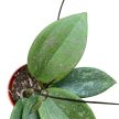 Hoya wibergiae