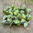 Hoya wibergiae