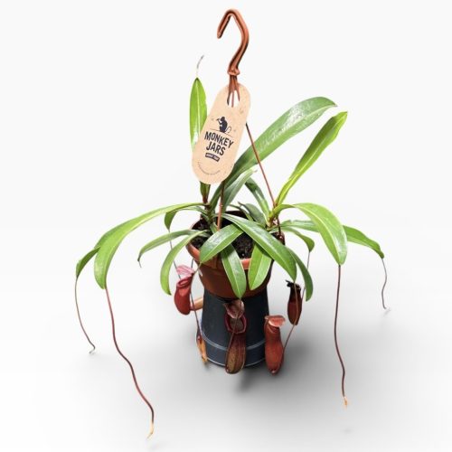 Nepenthes alata (Kancsóka) 'L'