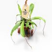 Nepenthes alata (Kancsóka) 'L'