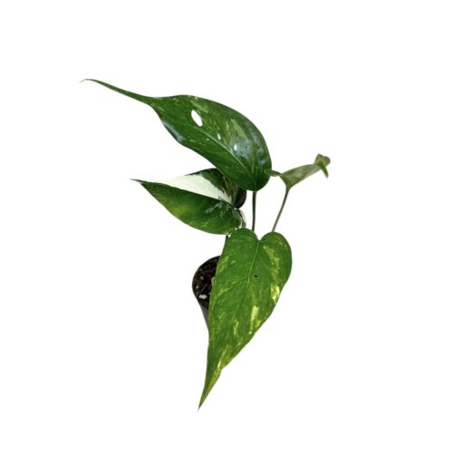 Epipremnum pinnatum ‘Blue Form Variegata’ mini (Inplanted)