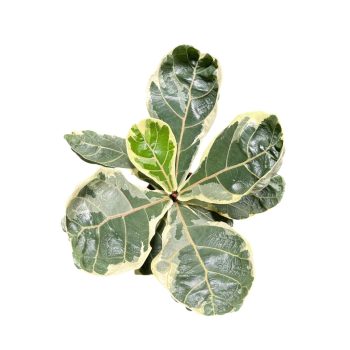   Ficus lyrata 'Variegata' - Tarka Lantlevelű Fikusz