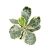 Ficus lyrata 'Variegata' - Tarka Lantlevelű Fikusz