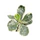 Ficus lyrata 'Variegata' - Tarka Lantlevelű Fikusz