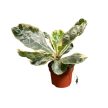Ficus lyrata 'Variegata' - Tarka Lantlevelű Fikusz