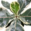 Ficus lyrata 'Variegata' - Tarka Lantlevelű Fikusz