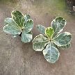 Ficus lyrata 'Variegata' - Tarka Lantlevelű Fikusz
