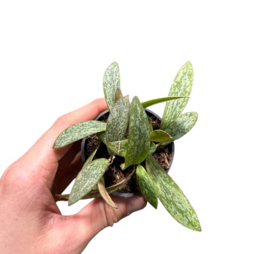 Hoya sigillatis (Inplanted)