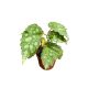 Begonia sp. 'Mantuk'