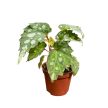 Begonia sp. 'Mantuk'