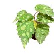 Begonia sp. 'Mantuk'