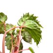 Begonia sp. 'Mantuk'