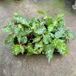 Begonia sp. 'Mantuk'
