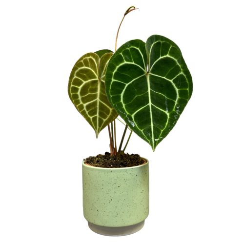 Anthurium clarinervium