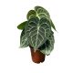 Anthurium clarinervium