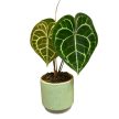 Anthurium clarinervium