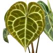 Anthurium clarinervium