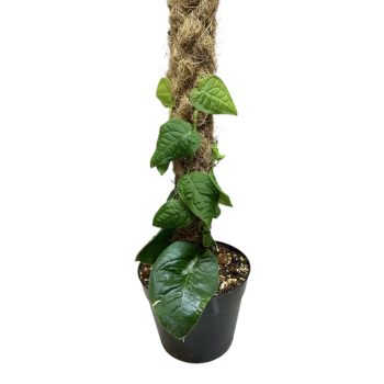 Monstera dubia 'Green Velvet' (Inplanted)