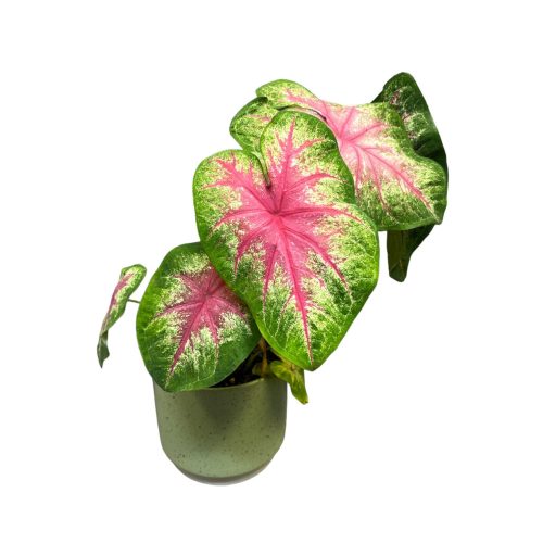 Caladium bicolor ‘Classic Pink’