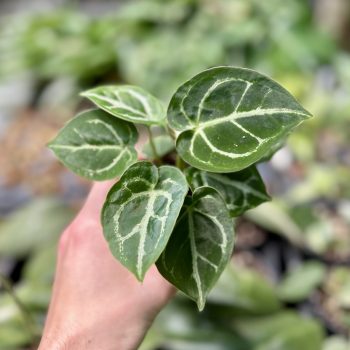   Anthurium magnificum X cristallynum 'Silver Blush' (magonc)