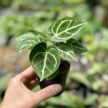 Anthurium magnificum X cristallynum 'Silver Blush' (magonc)