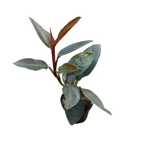 Rhodospatha sp. 'Red'