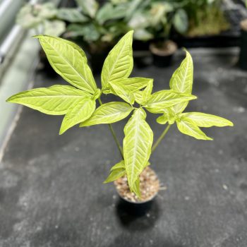   Syngonium angustatum 'Lemon Lime' (Grower's Select)
