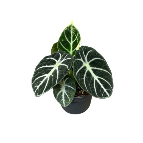 Alocasia reginula 'Ninja' (mini)