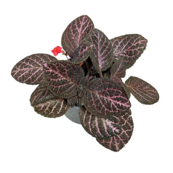 Episcia 'Kee Wee'