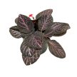 Episcia 'Kee Wee'