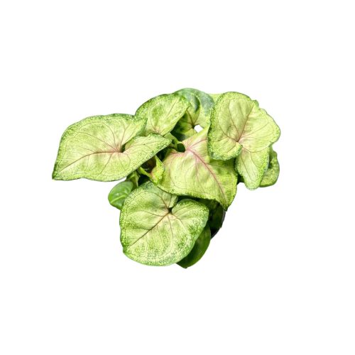 Syngonium podophyllum 'Berry Allusion' (mini) - Nyíllevél