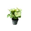 Syngonium podophyllum 'Berry Allusion' (mini) - Nyíllevél