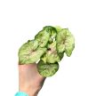 Syngonium podophyllum 'Berry Allusion' (mini) - Nyíllevél
