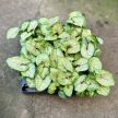 Syngonium podophyllum 'Berry Allusion' (mini) - Nyíllevél