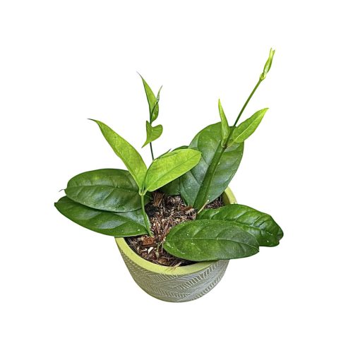 Hoya campanulata (Inplanted)