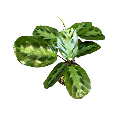 Maranta cristata